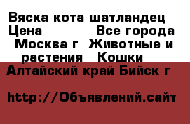Вяска кота шатландец › Цена ­ 1 000 - Все города, Москва г. Животные и растения » Кошки   . Алтайский край,Бийск г.